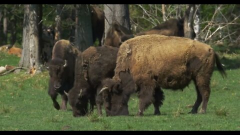 Herd of American Bison at a Wildlife Preserve