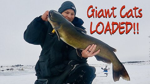 Ice fishing Catfish Mother-load! 21.8lb PB and So Many More! #icefishing #catfish #jawjacker #2024