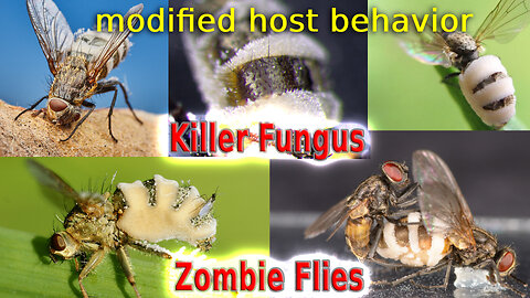 Killer Fungus Zombie Flies - (modified host behaviour)