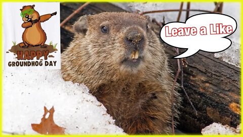 Happy Groundhog Day - Feb 2, 2021