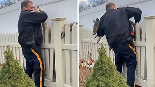 Police rescue doe trapped between two fences