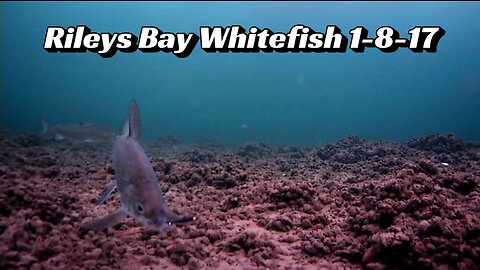 Riley’s Bay Whitefish Fishing 1-8-17
