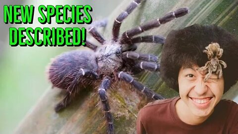 NEW Tarantula Species Discovered By Youtuber!