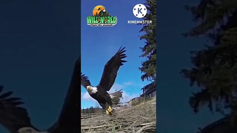 bald eagle