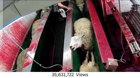 Amazing Modern Technology for Sheep Shearing