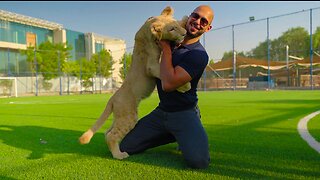 Andrew Tate gets attacked by a Lion