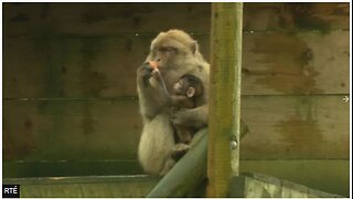 FRIDAY FUN - ENDANGERED MONKEY IS BORN IN IRELAND'S WILD IRELAND SANCTUARY