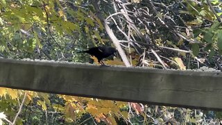 Black Bird and Blue Jay