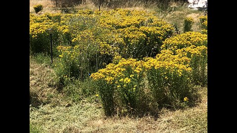 Personal Alkemy Herbal Medicine Course Class 8 Part 2 - What are Protector Weeds and MORE!