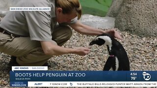 San Diego Zoo penguin fitted with orthopedic footwear