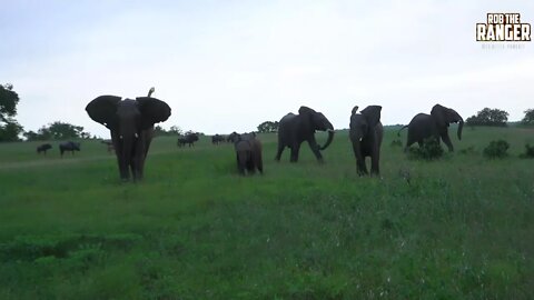 Gnus Cause Drama As Elephants Panic! | African Wildlife Interactions (Presented By Thato Rampedi)