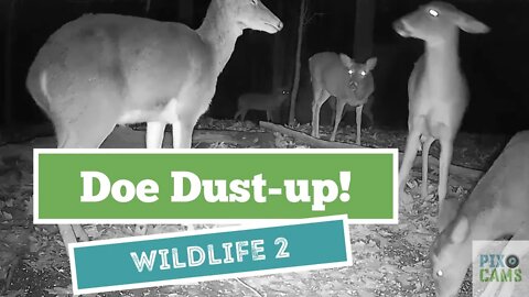 Doe dust up at the feeder, Amari keeps on eating Wildlife Cam 2