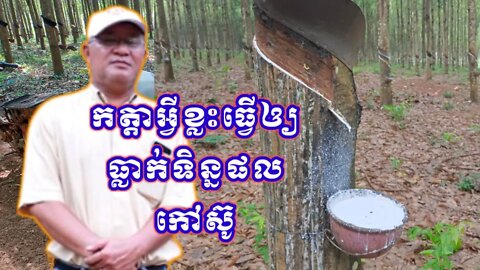 កត្តាអ្វីខ្លះដែលធ្វើឲ្យធ្លាក់ទិន្នផលកៅស៊ូ-What causes rubber production decline#rubber