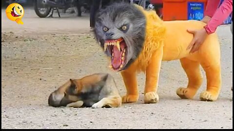 Troll Prank Dog Funny & fake Lion and Fake Tiger Prank To dog & Huge Box Prank to dog