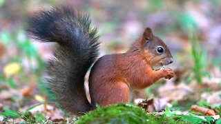 Another Red Squirrel With An Acorn