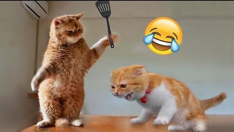 Funny animals - funny cats /dog - funny animal videos best videos of 2023