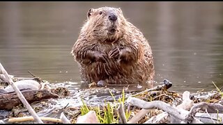 We Have A Family of Beavers on the Farm! ☺️🤔