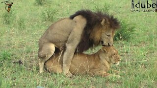 WILDlife: Lions Pairing On Safari (HD)