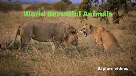 World Beautiful animals