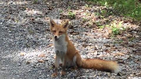 Friendly wild fox smiles for the camera