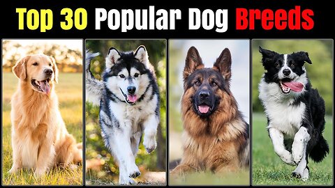 Top 30 Most Popular Dog Breeds in The World