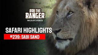 Safari Highlights #239: 16 - 19 November 2013 | Sabi Sand Nature Reserve | Latest Wildlife Sightings