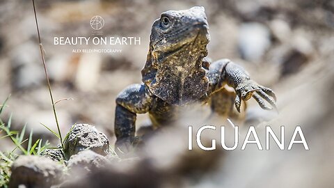 DOCUMENTARY ABOUT IGUANA SPINY-TAILED | Alex Beldi