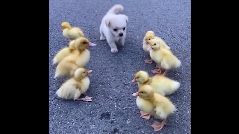 Cute dog and duckling