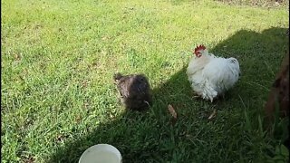 Frizzle Rooster and Silkie hen out on the grass 27th February 2022