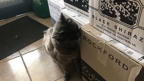 Blind Kitty loves wine