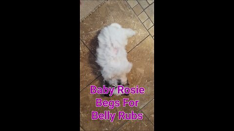 Baby Rosie Begs For Belly Rubs (Featuring Rosie The Shihtzu)