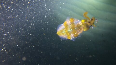 Castle Harbour Freedive in February