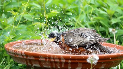 American Robin Takes a Bath