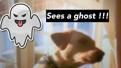 This Dog's Reaction to a Ghost Will Give You Goosebumps!"