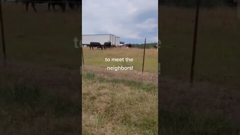 Summer car ride through the neighborhood