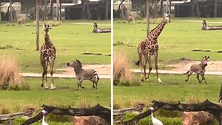 Playful tiny zebra has a blast playing with tall giraffe