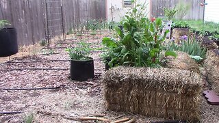 Late May Gardening Update - Lots of Tomatoes And Peppers Planted