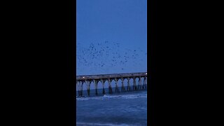 birds in flight 👀👇✌️