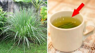 Why Lemongrass Tea Should Be Your New Favorite Drink (Lemon Grass Benefits)