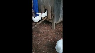 Putting the chickens to bed.