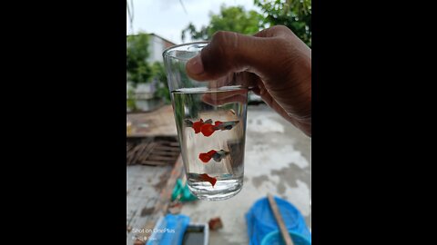 Thailand bloodline Red TAIL PLATINUM Guppy ❤️