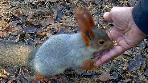 Squirrel eats nuts & play happily