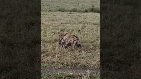 Maasai Mara Sightings Today 23/09/21 (Lions, Leopard, Hyena, etc) | Zebra Plains | #shorts