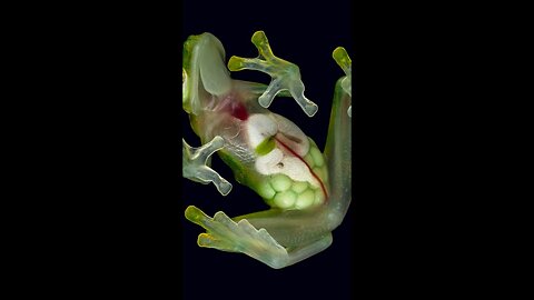 This Frog Has Transparent Skin