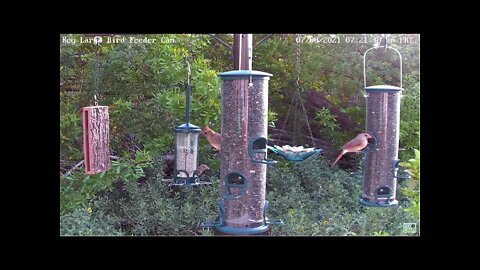 Pretty female cardinal and two babies