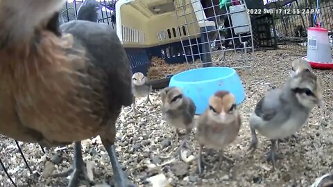 Hen frantically gathering chicks when starts raining