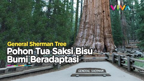 Potret General Sherman Tree Pohon Terbesar Dunia, Saksi Bisu Perubahan Iklim