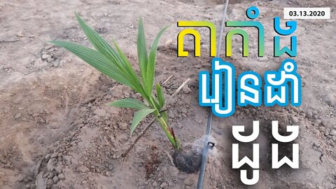 តាកាំង រៀនដាំដំណាំដូងចំនួន 2020 ដើម / Grow Coconut