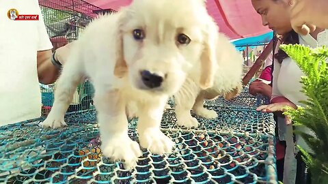 Galiff Street Pet Market | Cheapest Dogs Market In Kolkata | Dog | Dog Channel