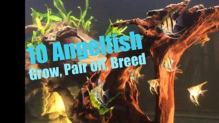 Full story! Breeding Angelfish! Grow, pair off, breed. Then raise the fry.